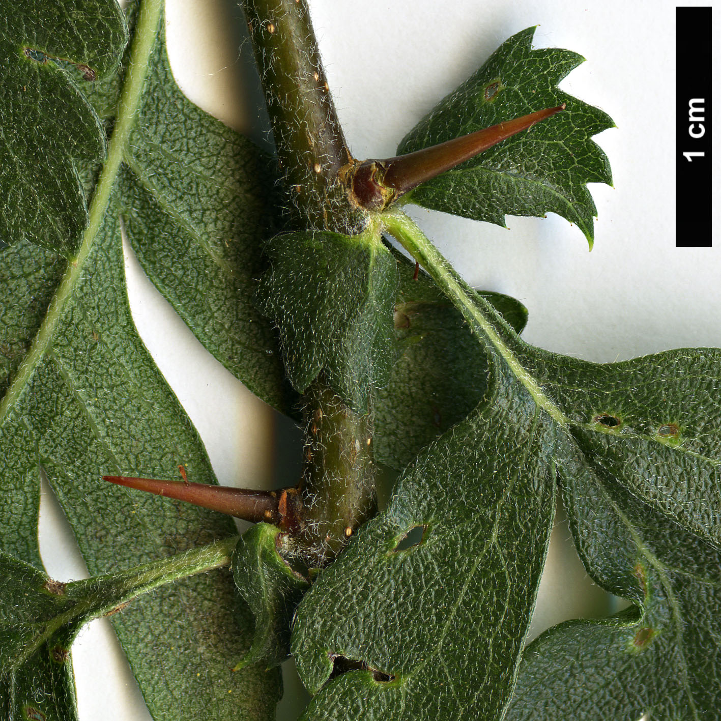 High resolution image: Family: Rosaceae - Genus: Crataegus - Taxon: azarolus - SpeciesSub: var. pontica